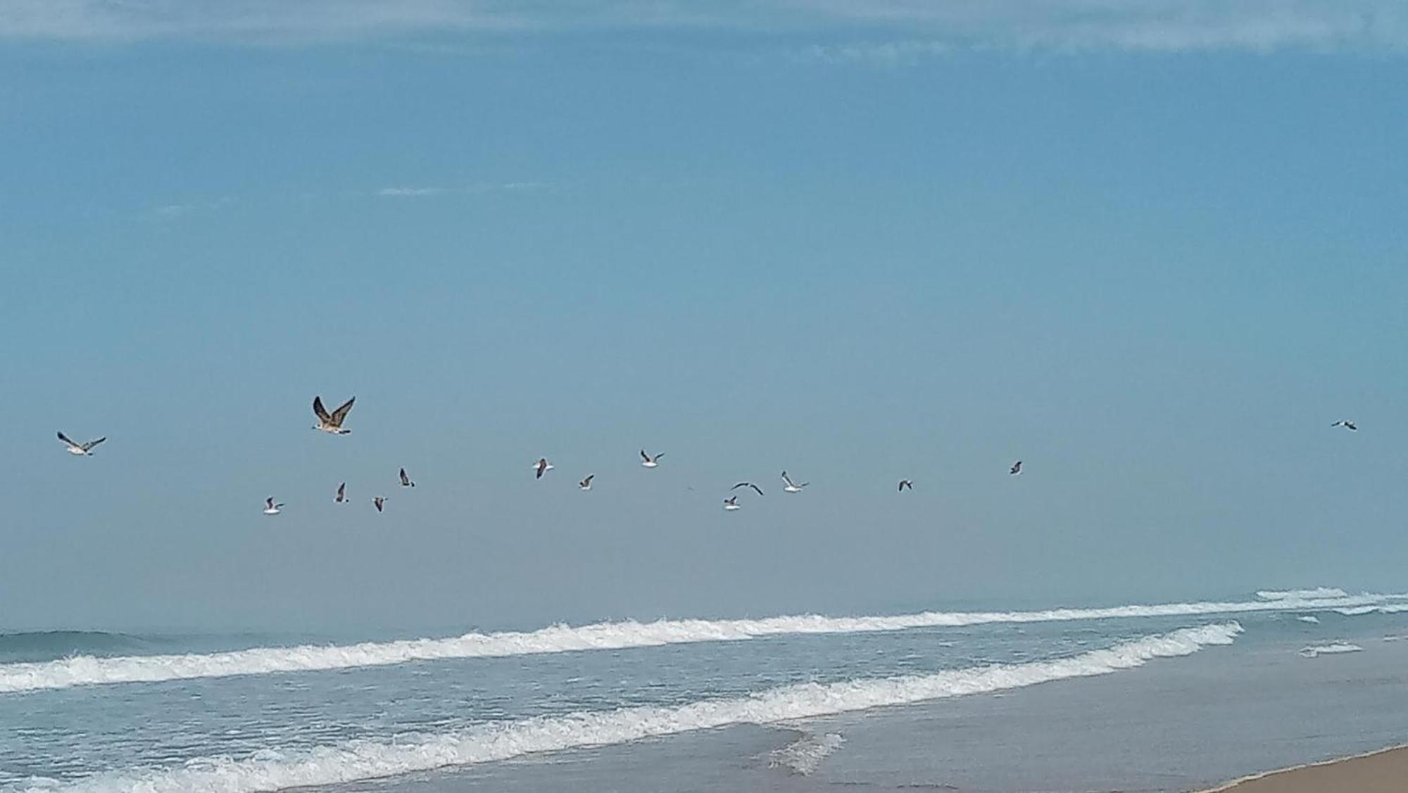 Casa Do Brejao Campo E Praia Odemira Dış mekan fotoğraf